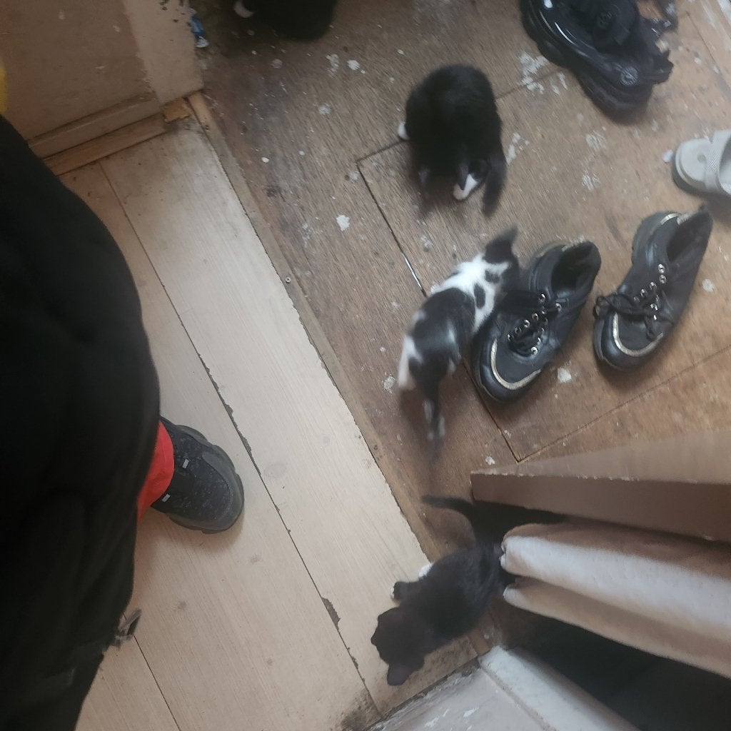 Kittens 2 maand. 50euro bieden., Meerdere dieren