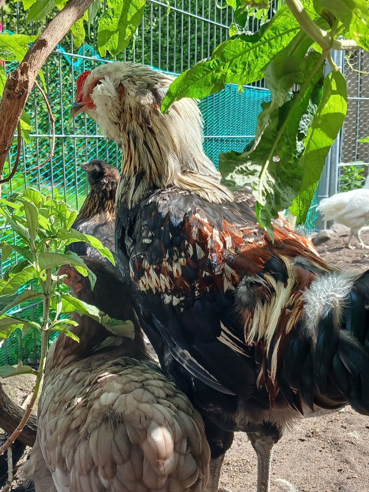 Groenleggers/eastereggers/araucana, Dieren en Toebehoren, Pluimvee, Meerdere dieren, Kip