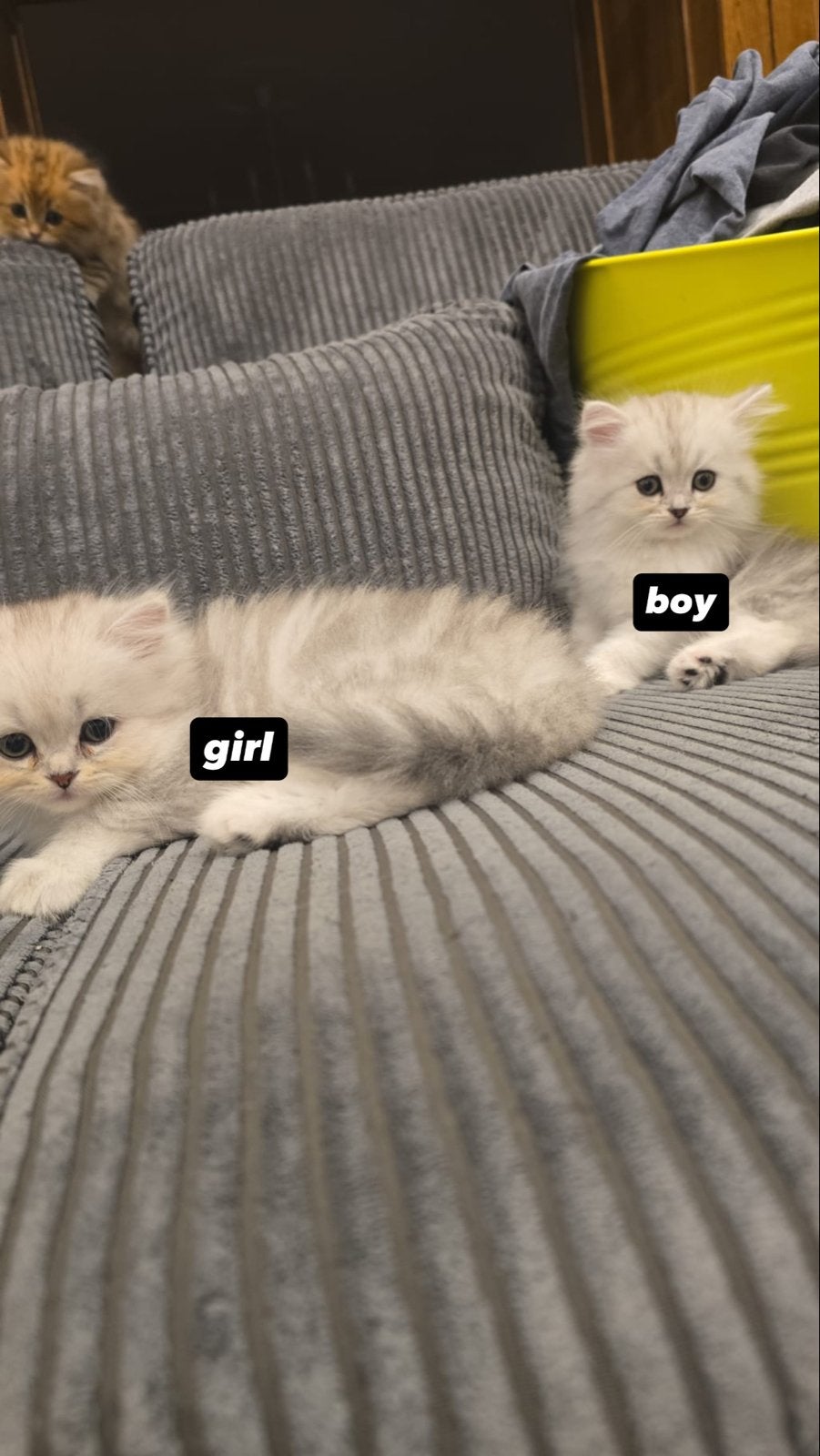 british longhair, Meerdere dieren, Langharig, 0 tot 2 jaar