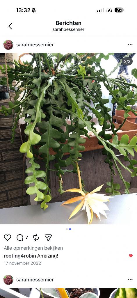 epiphyllum anguliger zigzag, Verzenden, Halfschaduw, Minder dan 100 cm