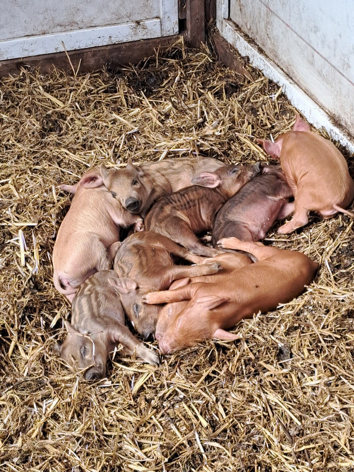 biggen, Dieren en Toebehoren, Schapen, Geiten en Varkens, Mannelijk, Varken