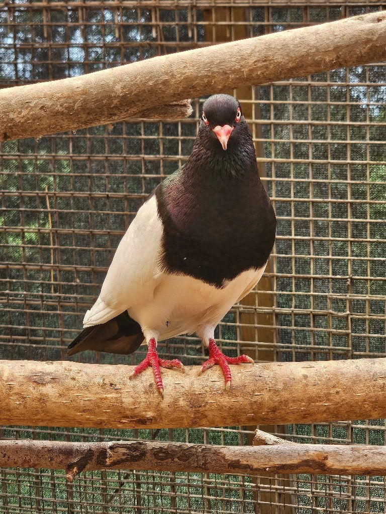 Eksterduif | Koppels | Onverwant, Dieren en Toebehoren, Vogels | Duiven, Meerdere dieren, Overige soorten