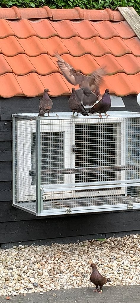 Tuimelaars / Hoogvliegers, Meerdere dieren, Tuimelaar of Roller