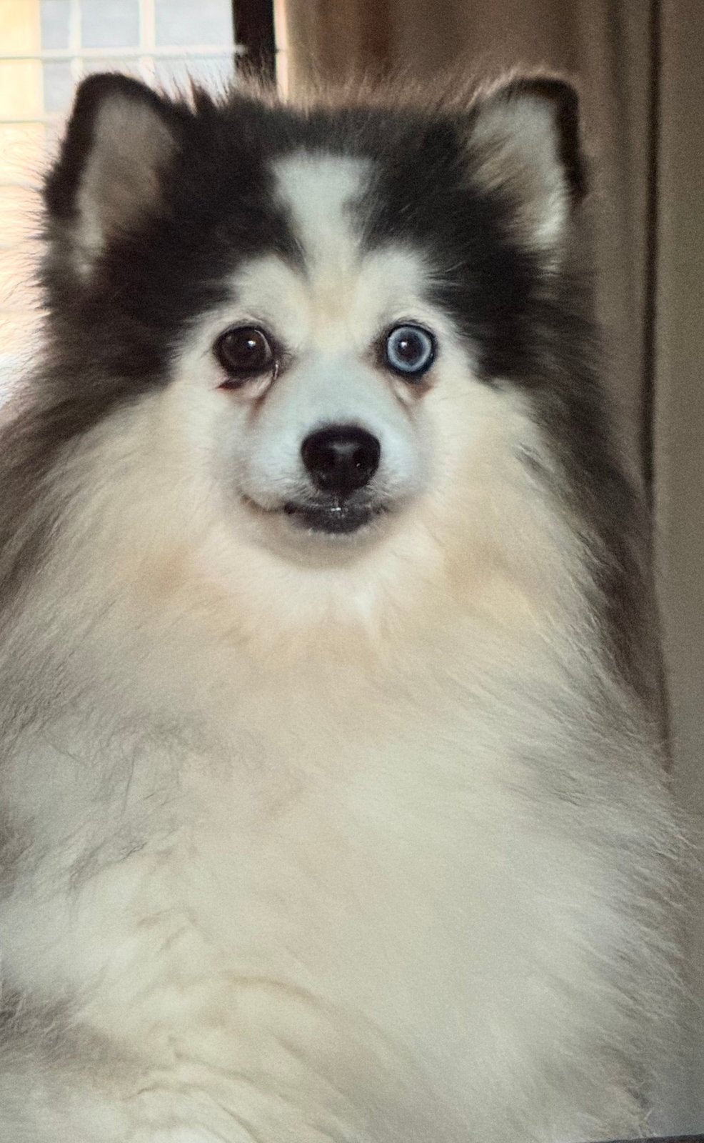 Pomsky teefje 4 jaar zeer lief zoekt gouden mandje, Overige rassen, CDV (hondenziekte), Teef, Eén hond