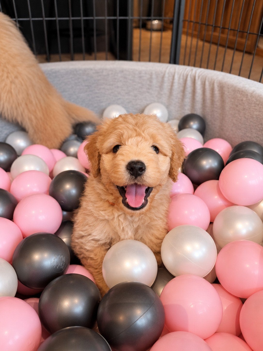 Lieve Medium Bernedoodle reu heel mensgericht & aanhankelijk, Dieren en Toebehoren, CDV (hondenziekte), 8 tot 15 weken, Meerdere