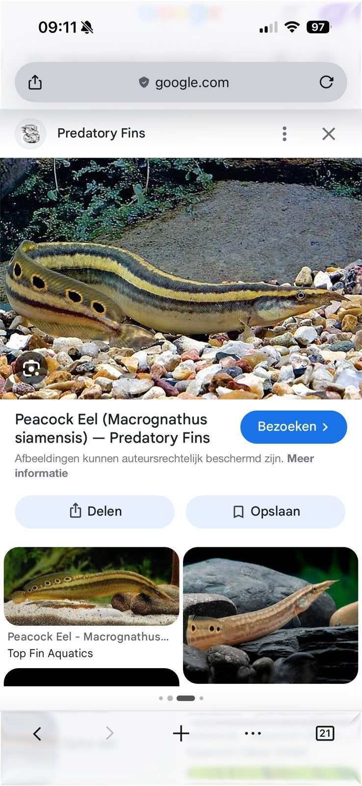 Gezocht, stekelaal soorten, Dieren en Toebehoren, Vissen | Aquariumvissen, Vis