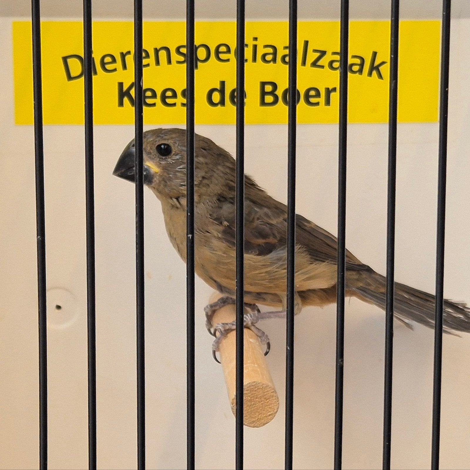 Twatwa pop, Vrouwelijk, Geringd