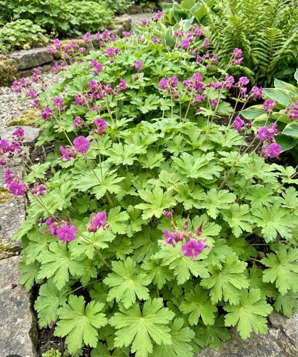 Bodembedekkende Ooievaarsbek (Geranium), Ophalen, Bodembedekkers, Vaste plant, Halfschaduw