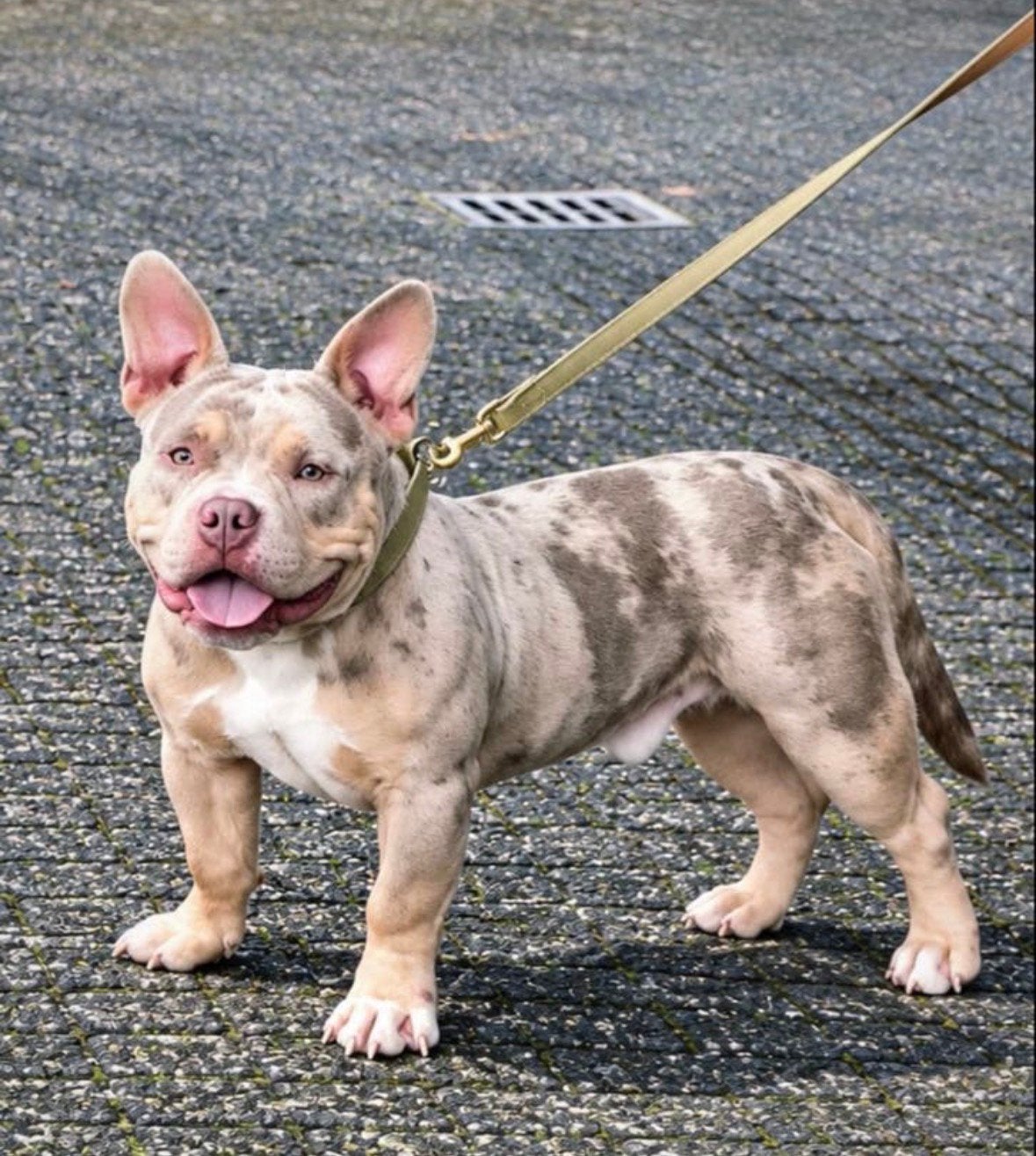 American bully pocket reu, Dieren en Toebehoren, 15 weken tot 1 jaar, CDV (hondenziekte), Eén hond, Nederland