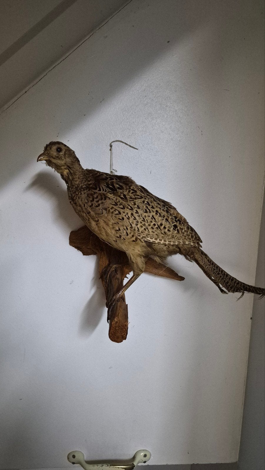 Mooie Opgezette Fazant (vrouwtje) taxidermie., Ophalen of Verzenden, Zo goed als nieuw, Vogel, Opgezet dier