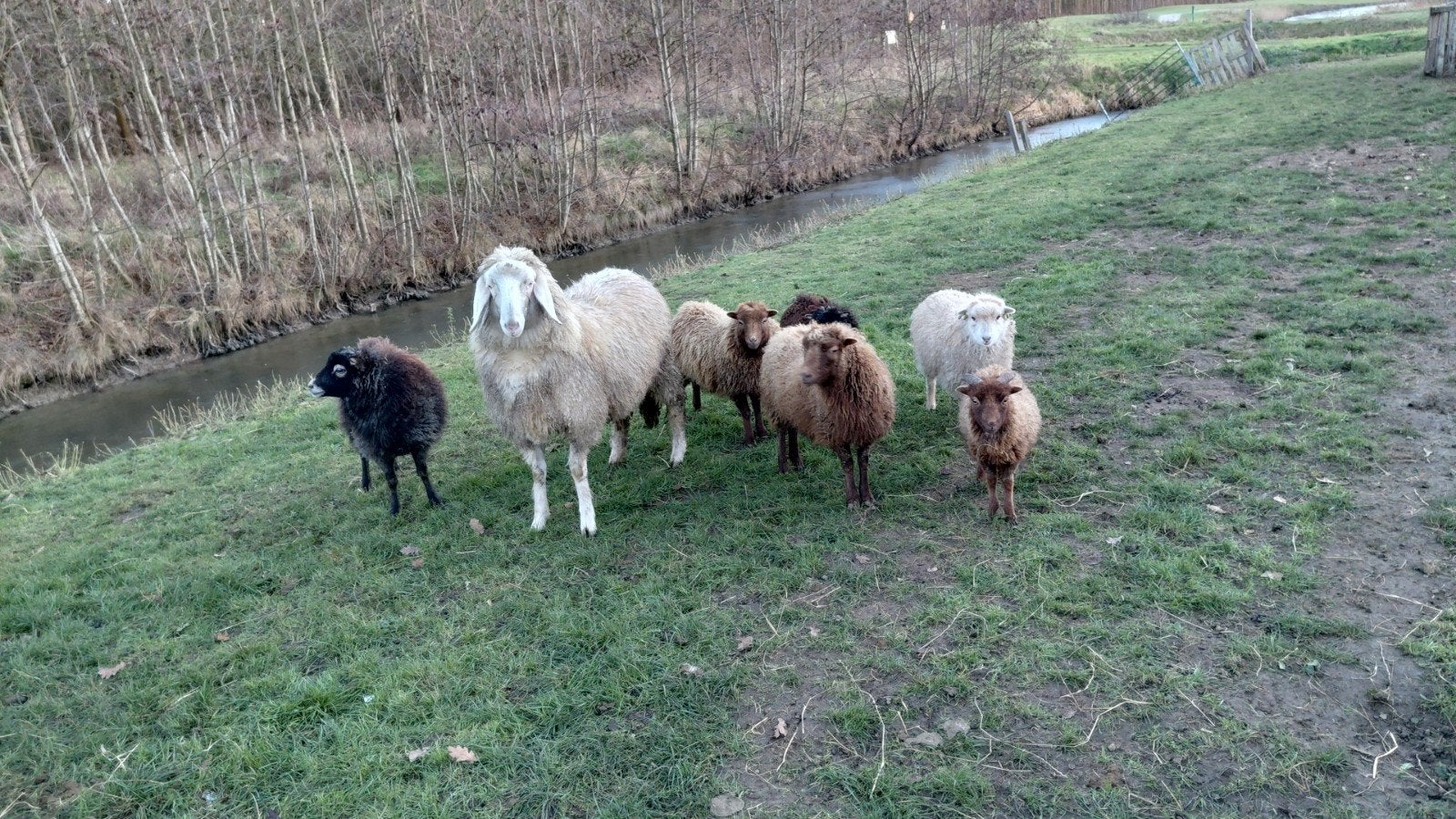 Mini schaapjes, leuk koppel, Dieren en Toebehoren, Meerdere dieren, Schaap, 0 tot 2 jaar