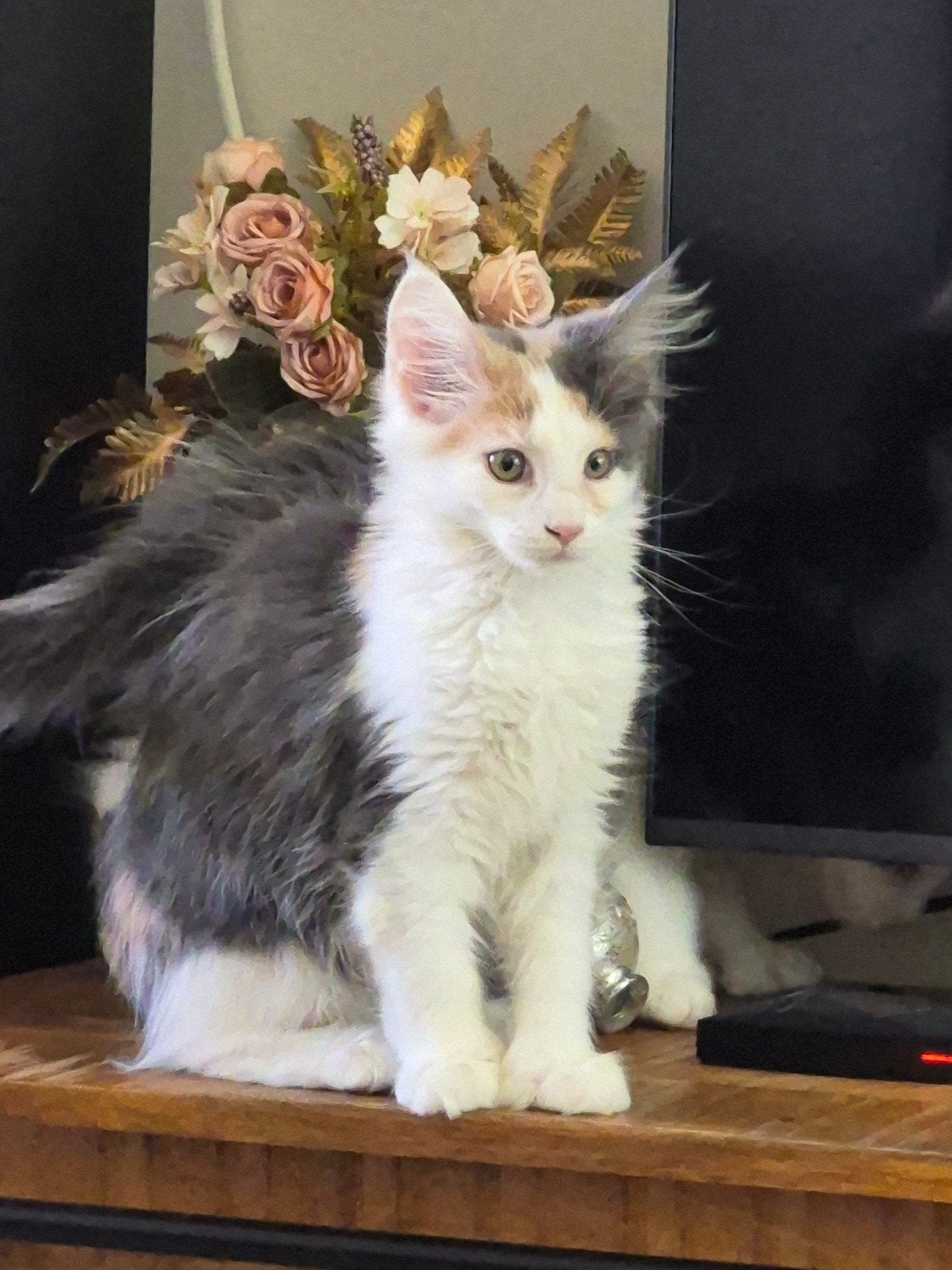 maine coon kitten poes, Poes, Gechipt, 0 tot 2 jaar