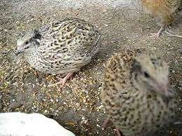Japanse Kwartels, Dieren en Toebehoren, Meerdere dieren, Overige soorten