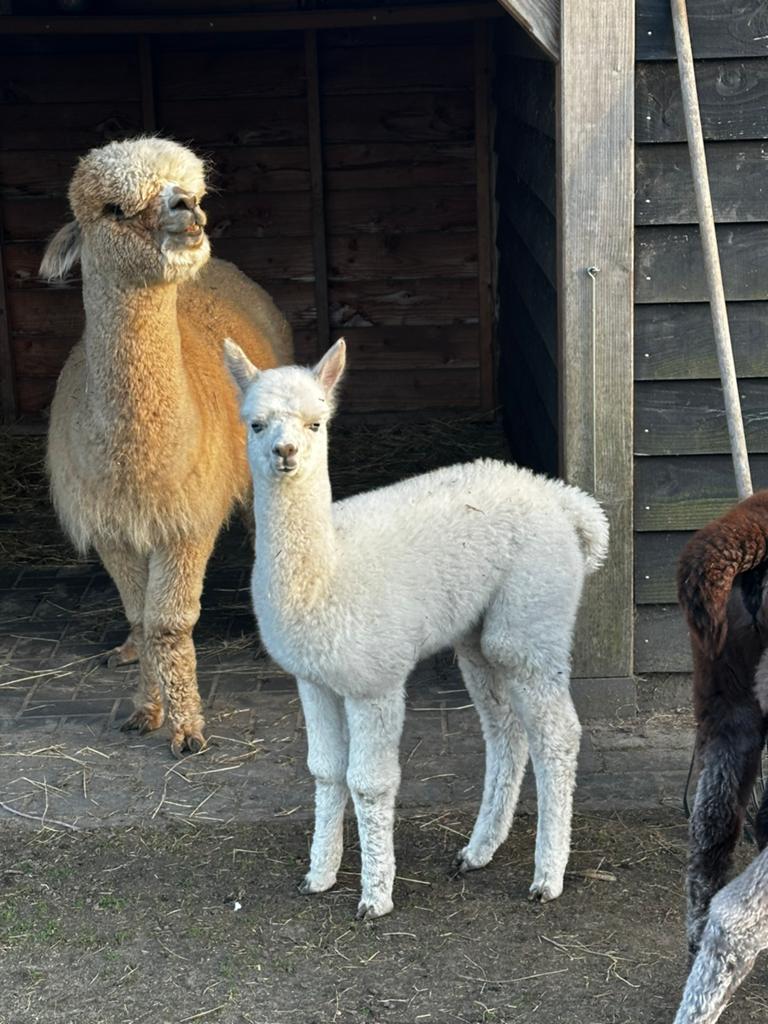 Alpaca merrie en merrie dochter, April, Vrouwelijk