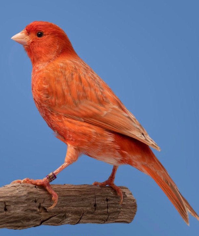 GEZOCHT rood isabel kanaries!