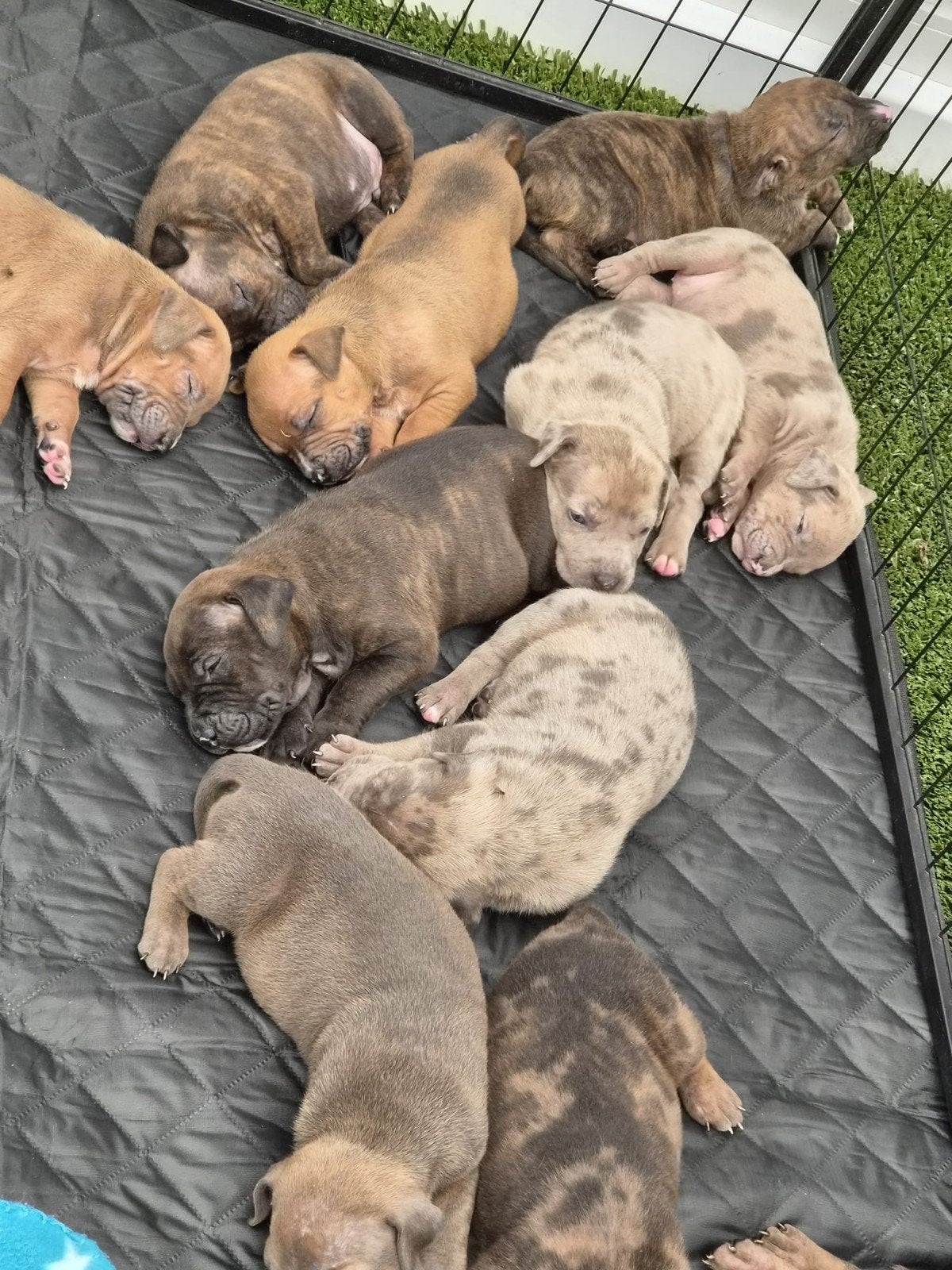 super mooie bully xl pups nog 3 flinke teefjes mogen weg, Dieren en Toebehoren, Bulldog, Meerdere, Meerdere dieren, Nederland