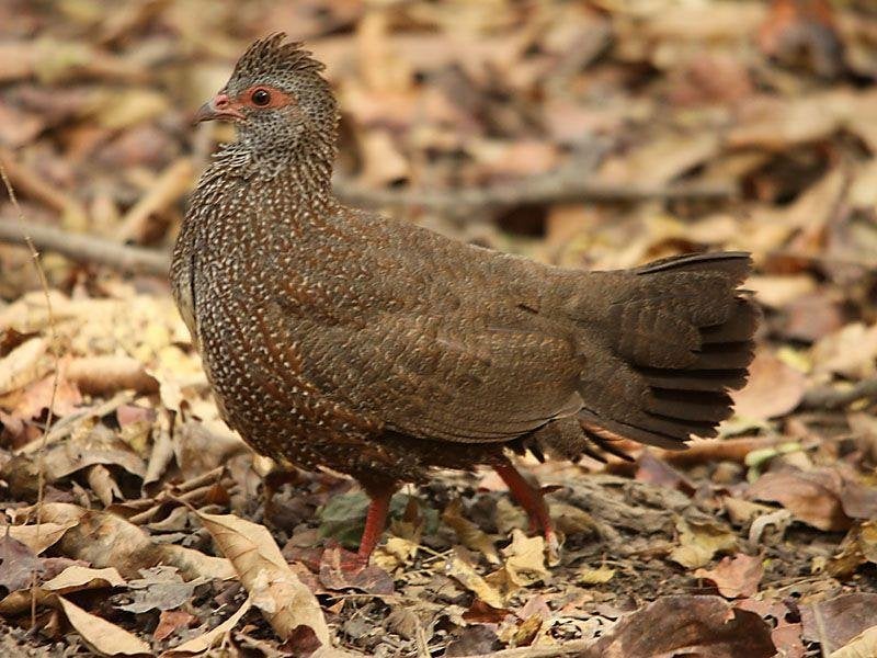 Rotspatrijs, Meerdere dieren