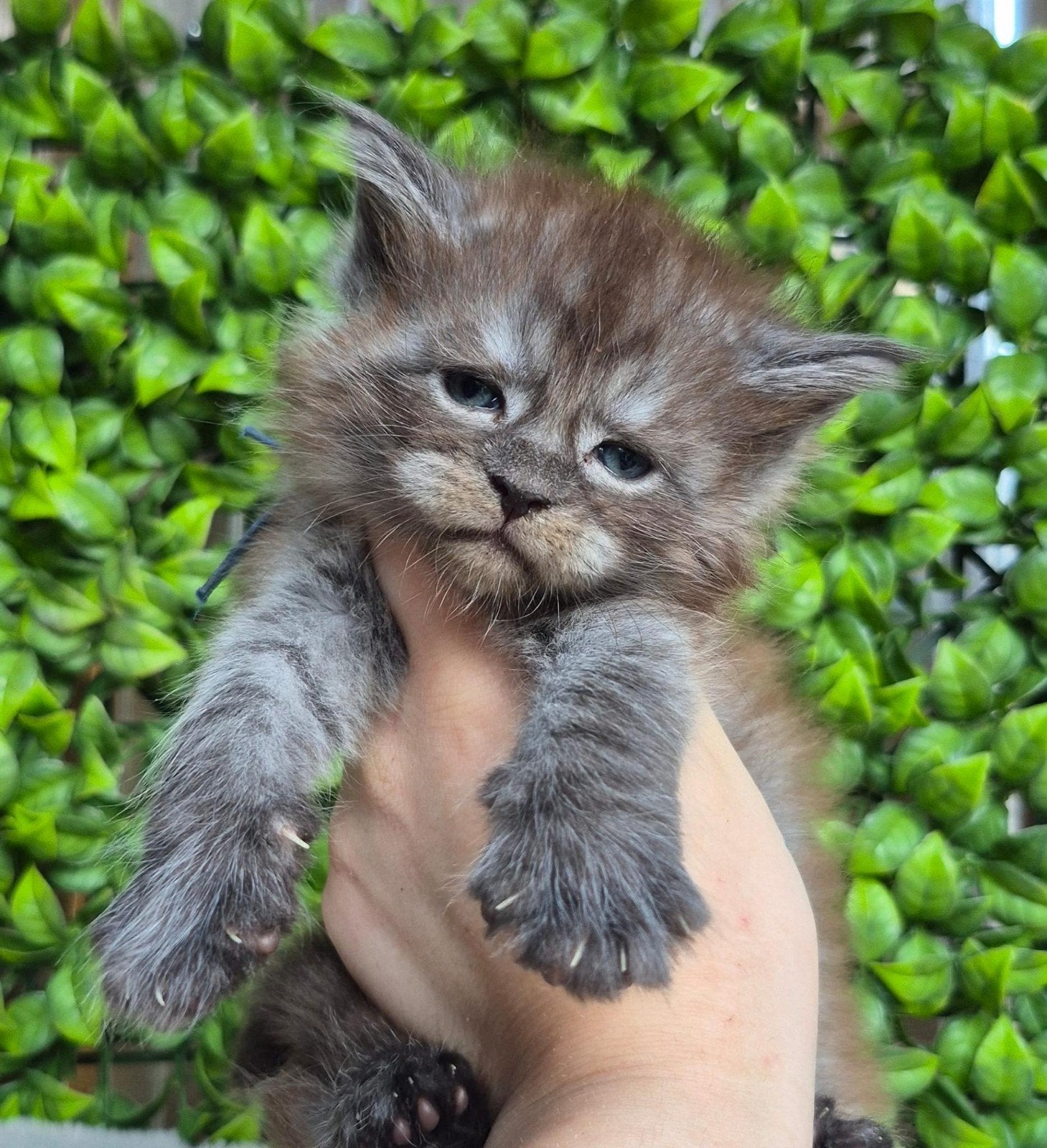maine coon kittens met stamboom, shaded lijn NOG 1, Dieren en Toebehoren, Meerdere dieren, Met stamboom, 0 tot 2 jaar