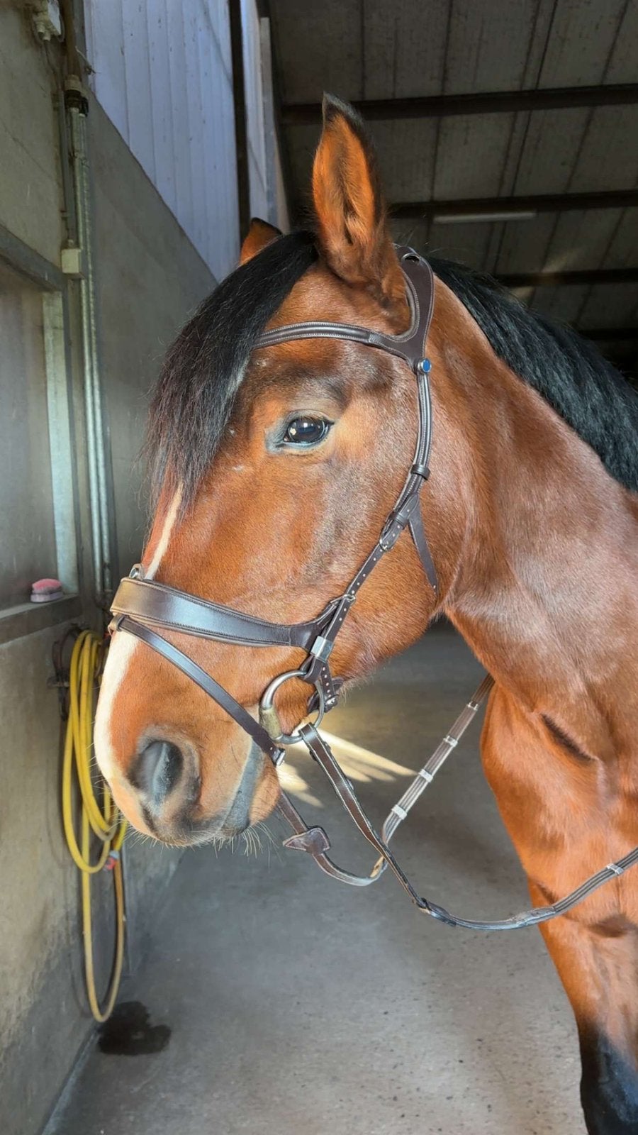 Stübben Freedom || hoofdstel full Ebony, Ophalen of Verzenden, Zo goed als nieuw, Dressuur