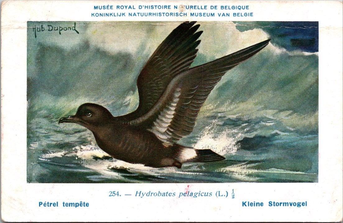 Kleine stormvogel / Manx Shearwater – Nº 254 – (KBIN / IRSNB, Verzenden, 1940 tot 1960, Ongelopen, Vogel
