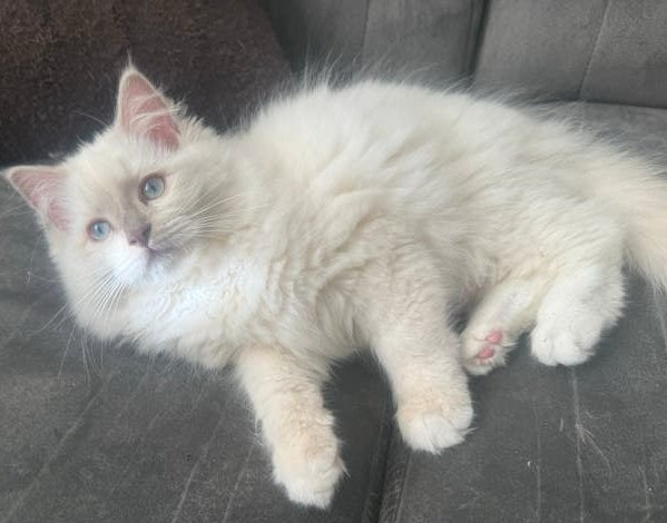 Lieve lilac mink ragdoll kitten met stamboom mag verhuizen!, Poes, Met stamboom, 0 tot 2 jaar