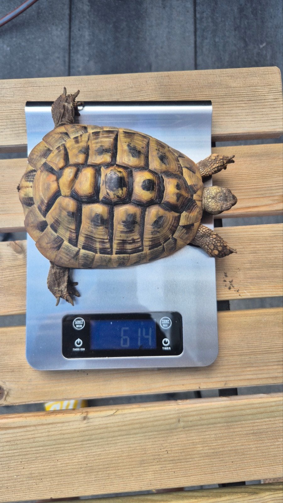 Testudo Hermanni (Griekse landschildpad) Man, Dieren en Toebehoren, Reptielen en Amfibieën, Schildpad, Tam, 7 tot 10 jaar