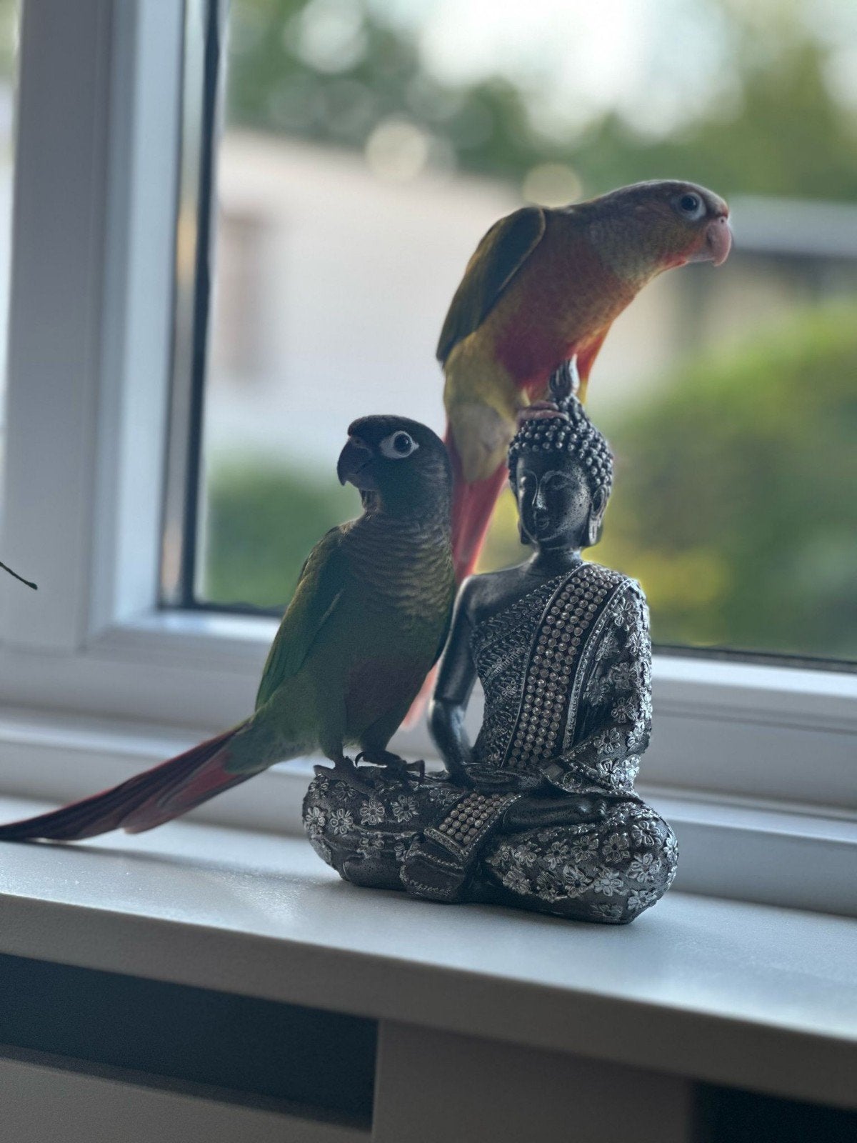Pyrrhura, Dieren en Toebehoren, Meerdere dieren, Parkiet, Tam