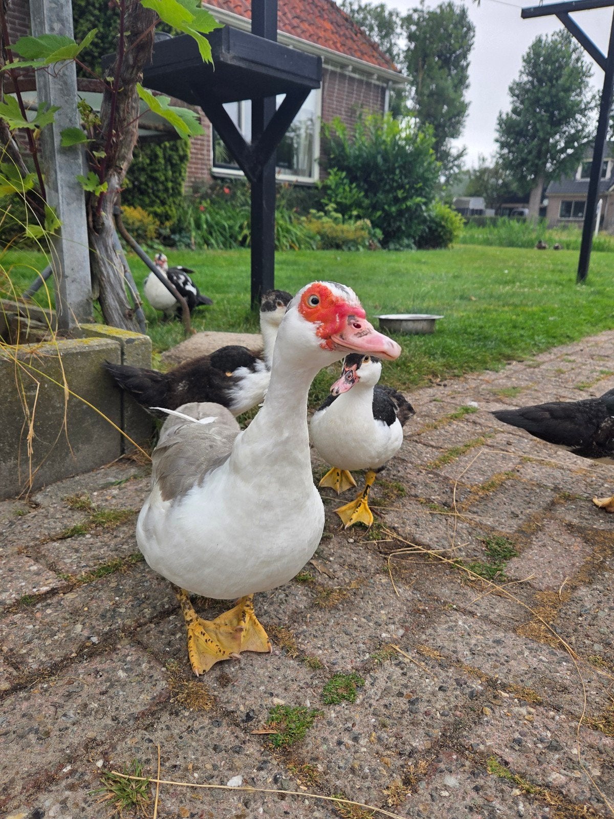 Muskuseend, Dieren en Toebehoren, Meerdere dieren, Eend