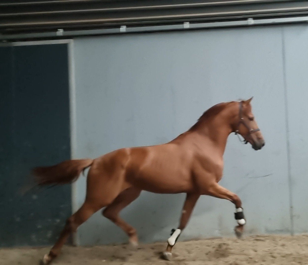 super leuke 3jarige hengst v Extreme U.S., Dieren en Toebehoren, Met stamboom, Dressuurpaard, Hengst, 3 tot 6 jaar