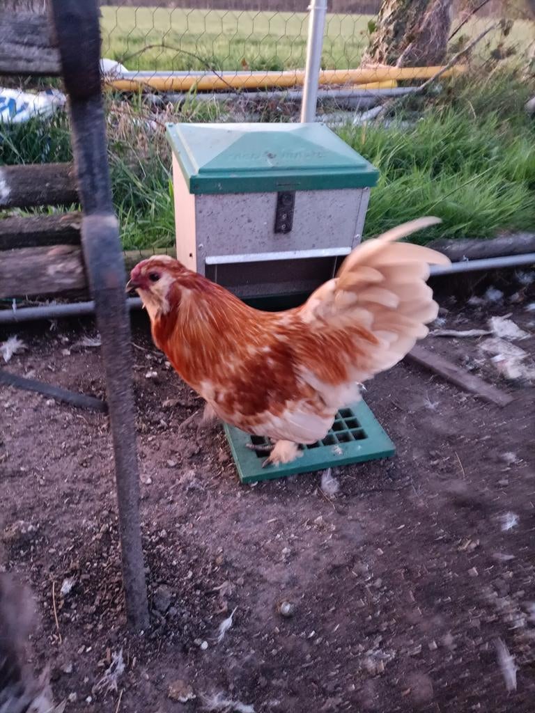Gratis krielhaan, Dieren en Toebehoren, Pluimvee, Mannelijk, Kip