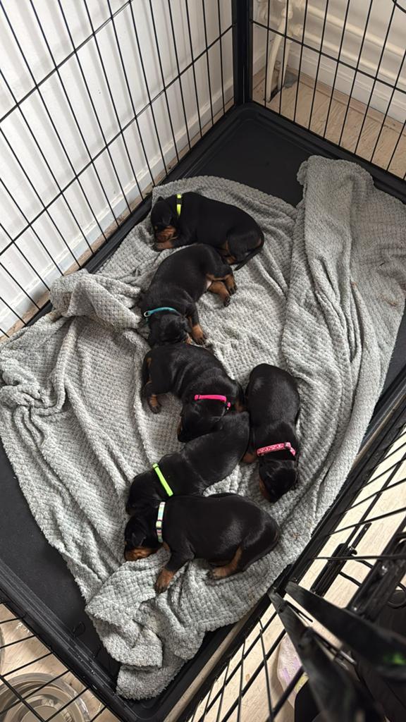 Dobermann pups, Parvo, Overige rassen, 8 tot 15 weken, Meerdere