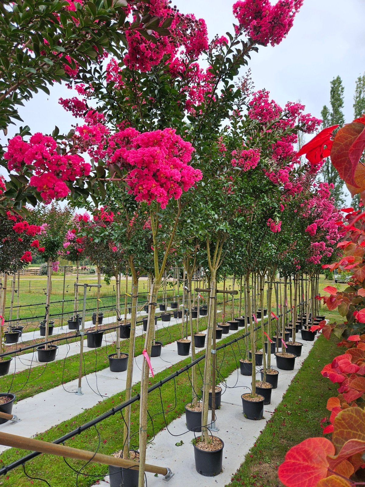 Lagerstroemia indica Pink Velour / 140cm stamhoogte ‼️‼️, Tuin en Terras, Planten | Bomen, Zomer, 400 cm of meer, Ophalen, Volle zon