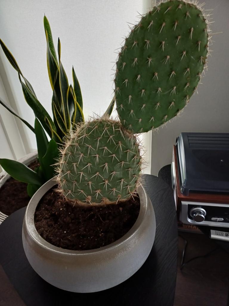 Grote Cactus in Pot - Opuntia, Ophalen, Minder dan 100 cm, In pot, Cactus