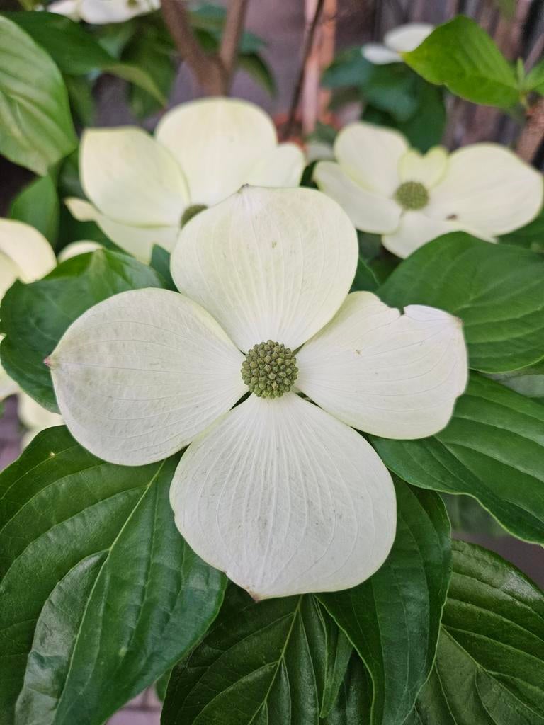 Cornus X Starlight / Grootbloemige kornoelje/ witte bloemen, Lente, 250 tot 400 cm, Ophalen, Volle zon