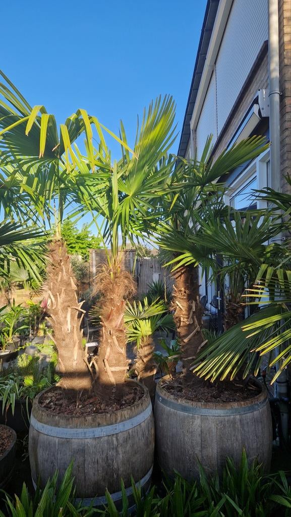 Palmboom Trachycarpus  Fortunei   2 STUKS VOOR 25€ !!, Ophalen of Verzenden, Vaste plant, Overige soorten, Halfschaduw