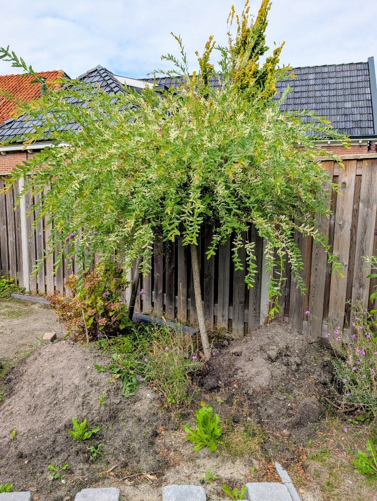 Bonte wilg op stam (flamingo wilg), Tuin en Terras, Bloeit niet, Overige soorten, 100 tot 250 cm, Ophalen
