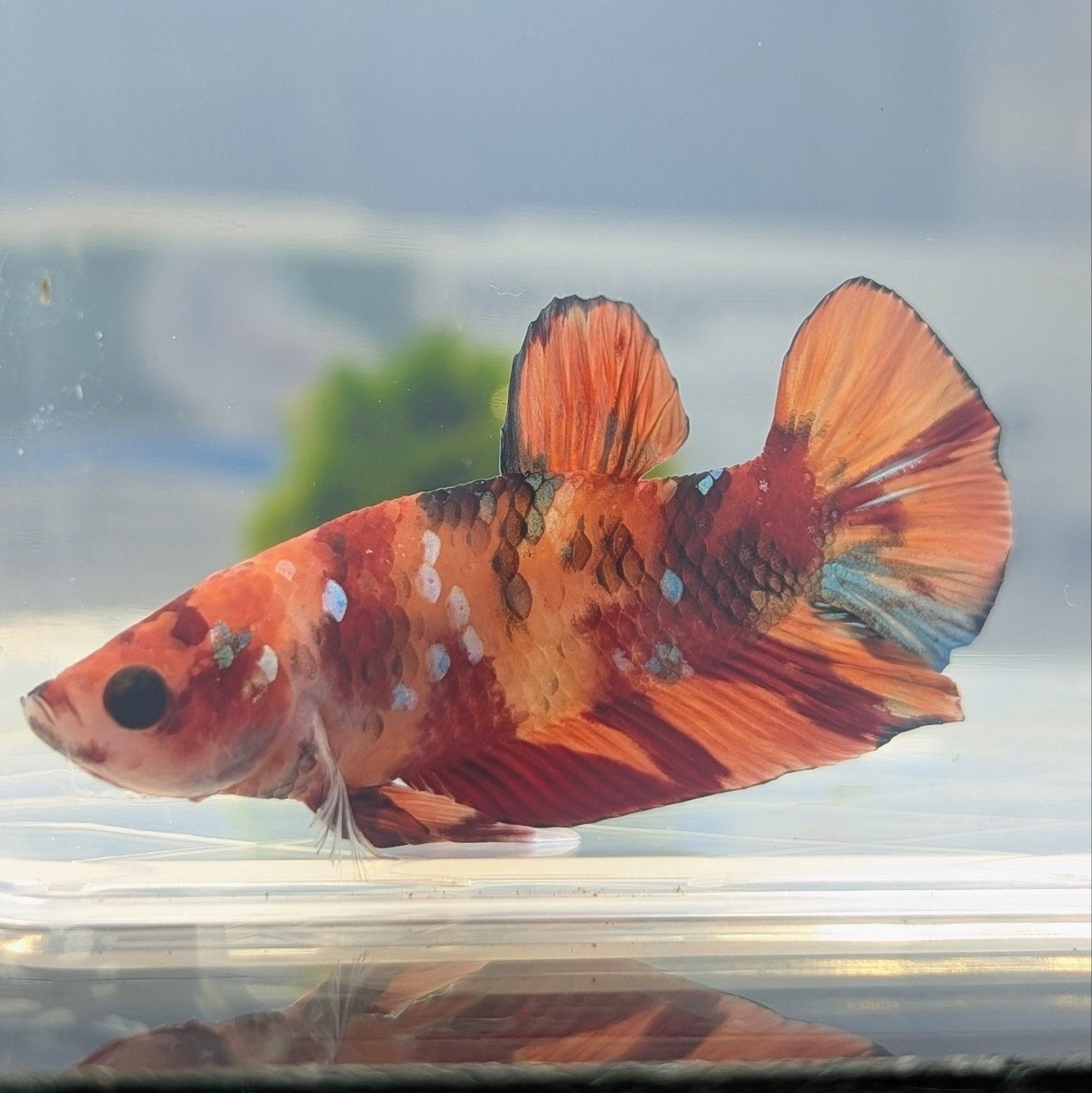 Betta mannen Koi, White, Lavender, Blue en meer!, Dieren en Toebehoren, Vissen | Aquariumvissen, Vis