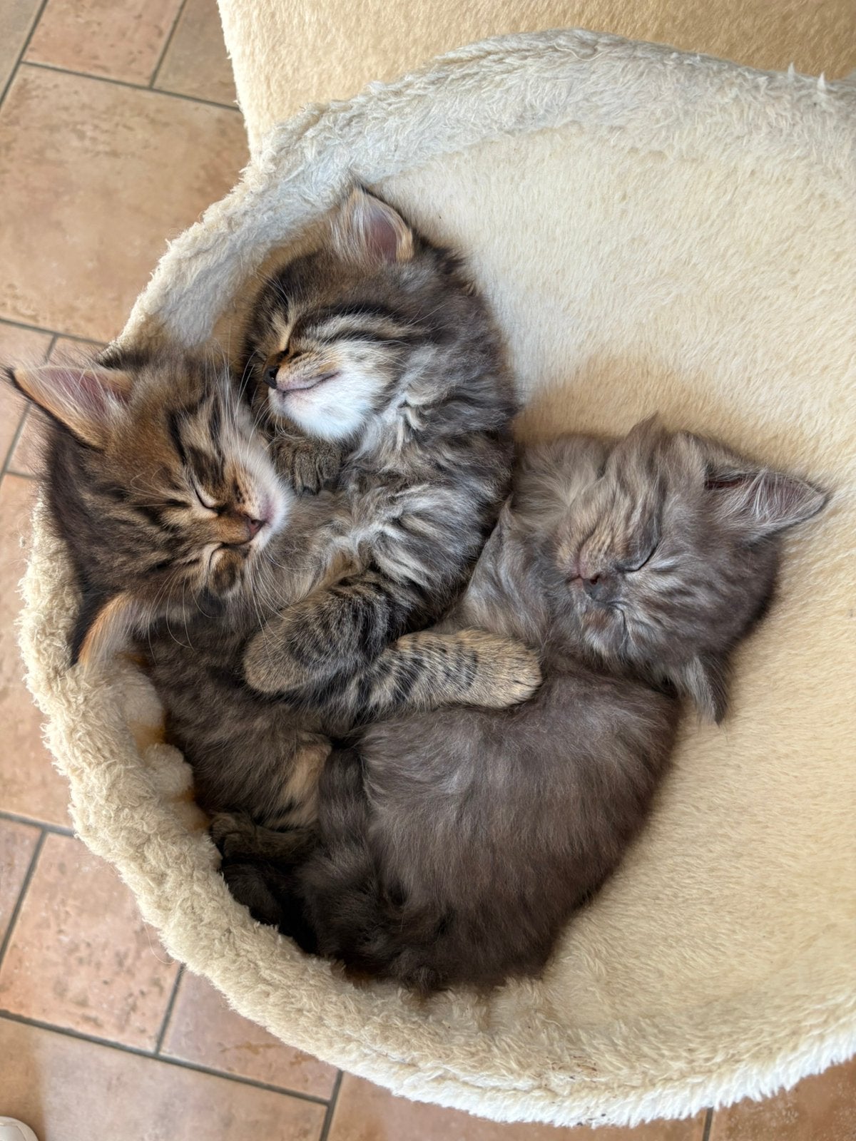 Ragdol x kittens, Kater