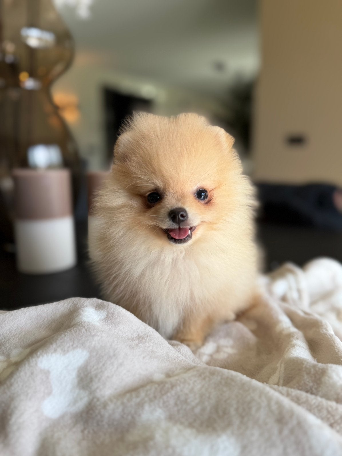 Pomeriaan pup pomeranian pups teefje, Dieren en Toebehoren, Particulier, Keeshond, 8 tot 15 weken, Buitenland