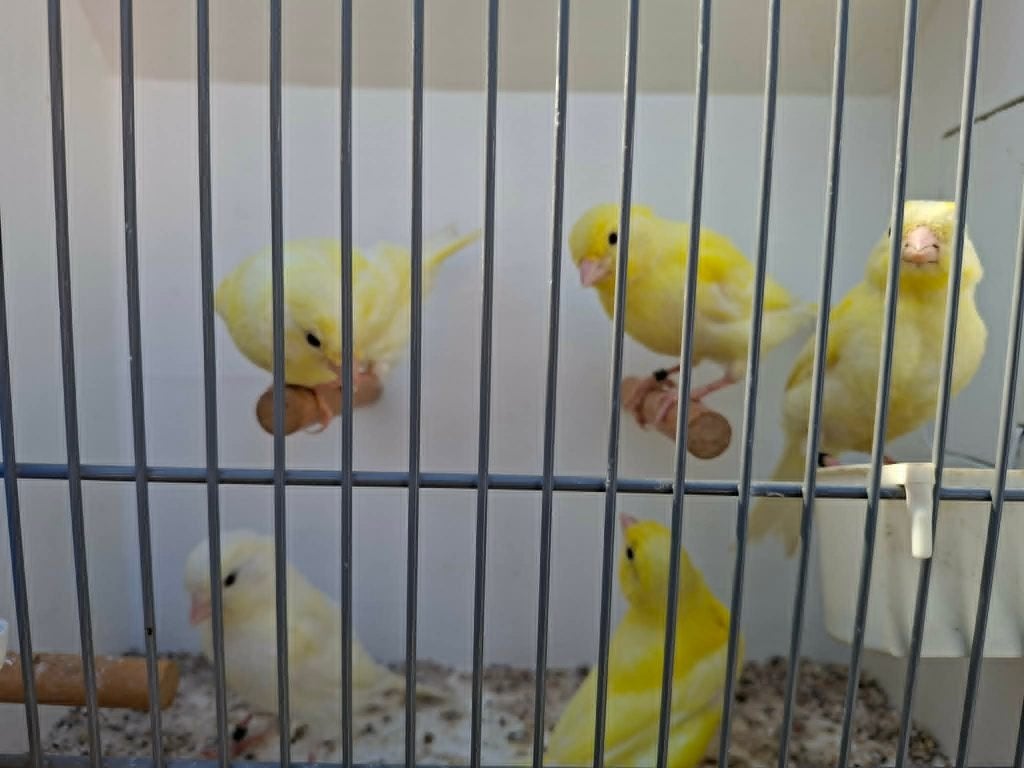 3 jonge kanaries, Dieren en Toebehoren, Vogels | Kanaries, Geslacht onbekend, Kleurkanarie
