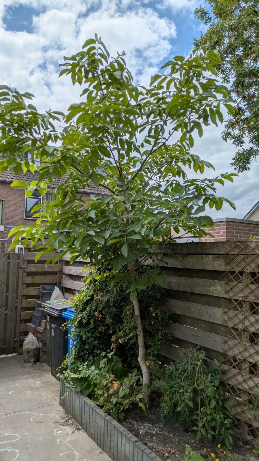 Mooie walnotenboom, Tuin en Terras, Planten | Bomen, Ophalen, Volle zon, Overige soorten, 250 tot 400 cm