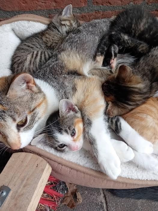 lieve kittens, katjes, poesjes en katertje van boerderij, Meerdere dieren, Ontwormd, 0 tot 2 jaar