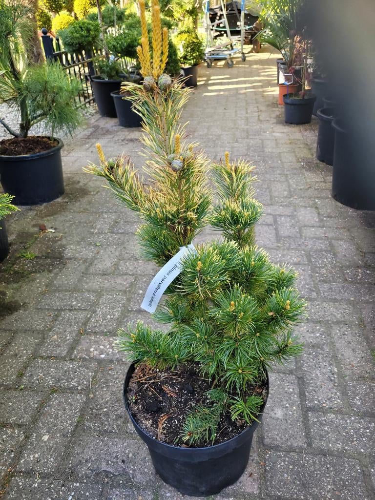 Pinus parviflora 'Dr. Landis Gold' - Japanse witte den, Volle zon, Vaste plant, Bloeit niet, Ophalen