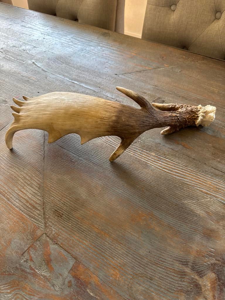 Groot elandgewei stuk - Natuurlijke decoratie, Ophalen of Verzenden