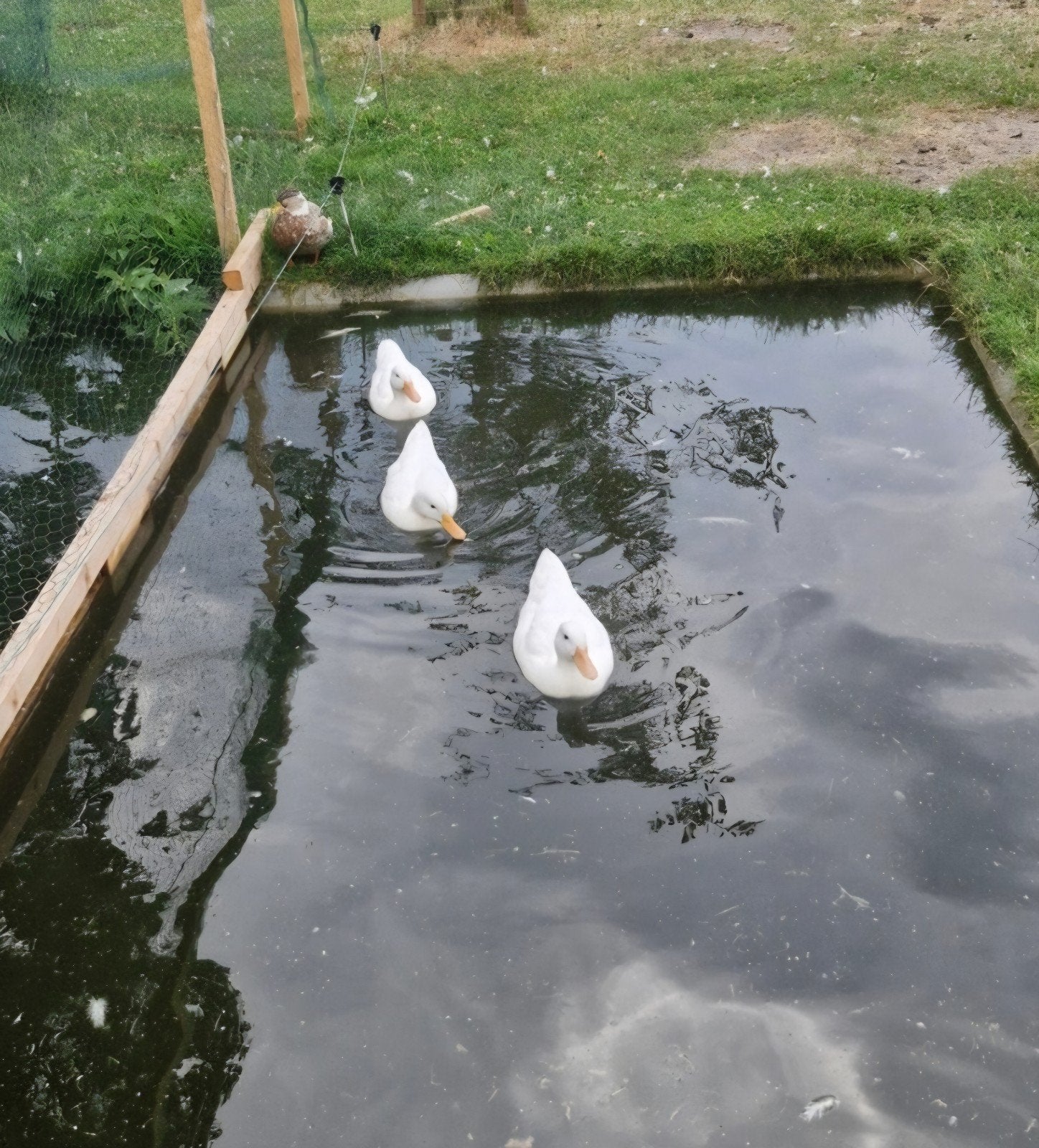 semoiseenden, Meerdere dieren, Eend