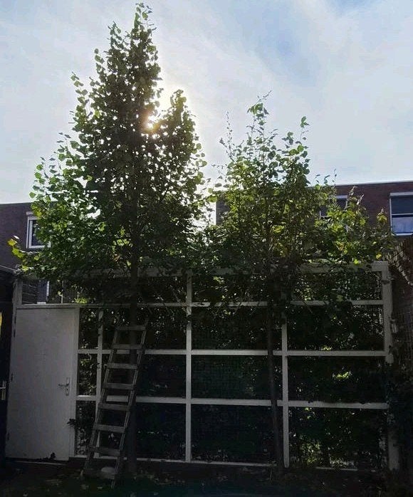 2 leibomen gratis af te halen, Ophalen, Volle zon, Overige soorten, 100 tot 250 cm