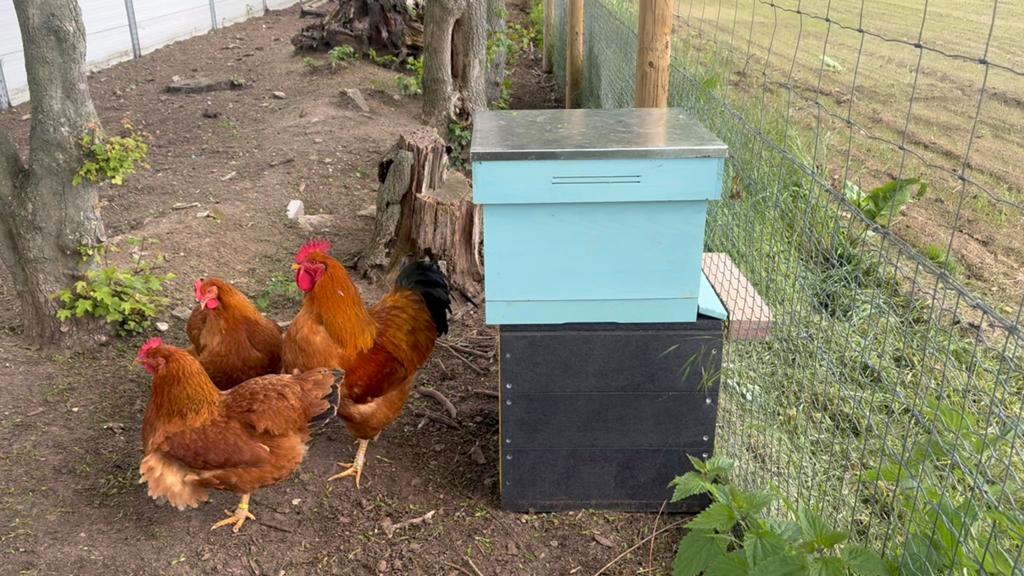 Broedeieren te koop, New Hampshire groot, Dieren en Toebehoren, Pluimvee, Geslacht onbekend, Kip