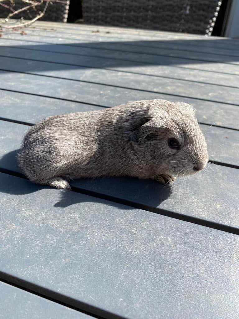 Jonge cavia’s tekoop, Dieren en Toebehoren, Cavia, April, Mannelijk, Tam