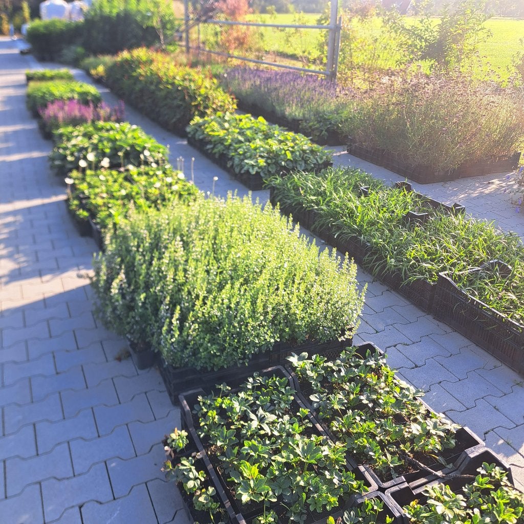 Vaste planten/Bloeiend/Groot aanbod/Tuin/Eigen Kwekerij, Tuin en Terras, Planten | Tuinplanten, Ophalen, Vaste plant, Overige soorten