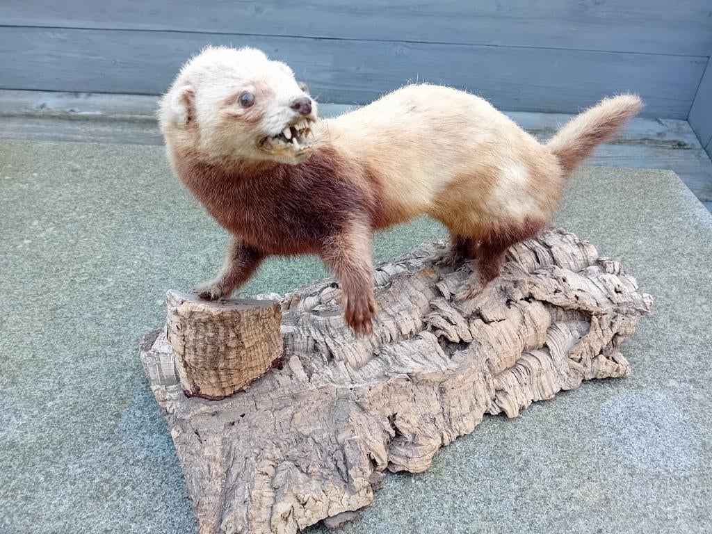 Opgezette marter, bunzing taxidermie, Ophalen, Opgezet dier
